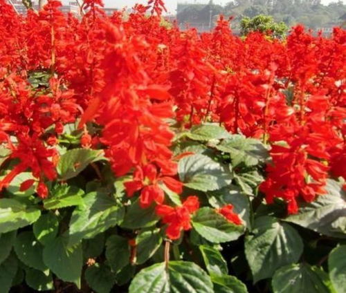 一串红：鲜艳夺目，花期长