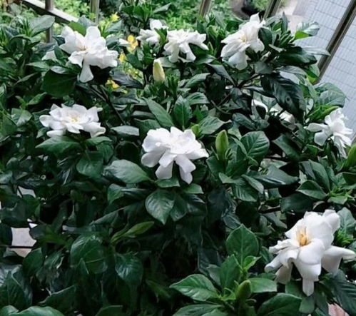 花草栀子树怎么养？如何让它花开四季