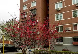 适合小区绿化种植的花卉品种