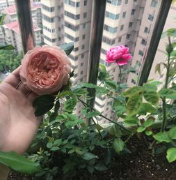月季种植技巧：选肥沃土壤