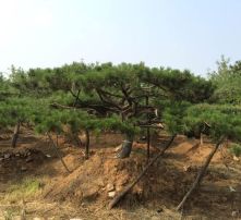 黑松的种植与养护