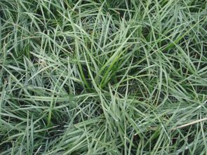 那些常见的绿化植物