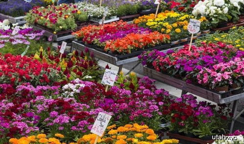 四月花草养护的生死攸关转型期