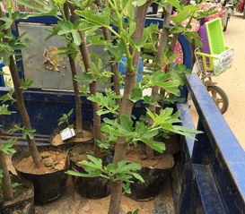 2. 种苗方法， 让根呼吸，苗茁壮