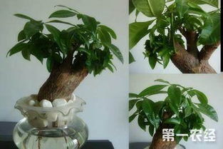 抢救发财树的水晶根