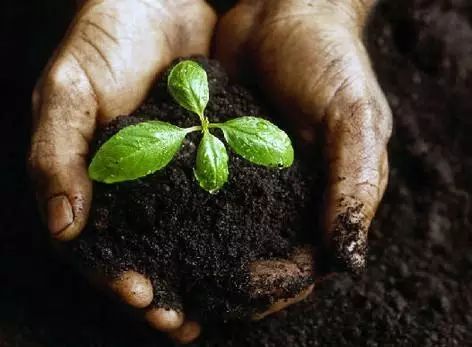 乙草胺降解， 土壤的营养元素在“减肥”