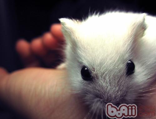 仓鼠误食杀虫剂：凶险重重