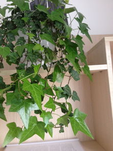 为什么它会长叶子呢？