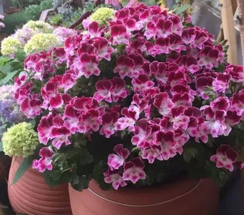 美观又好养的花