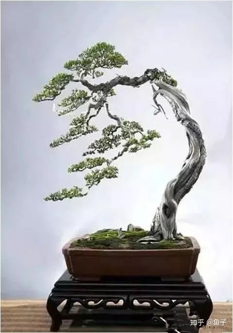 松树：日本造型树木的王者