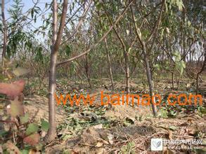 3. 东北地区，灌木的世界