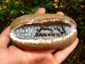 八月炸果，又名八月瓜