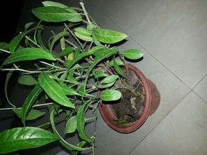 树木修剪的其他好处