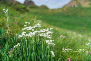 菊苣，产量大枝叶嫩