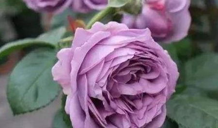 美植袋大钵苗：大花、 丰花、欧月，应有尽有