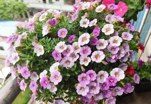 喜阴户外小草花的种类