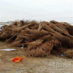 红宝石冰大钵袋苗发货探秘