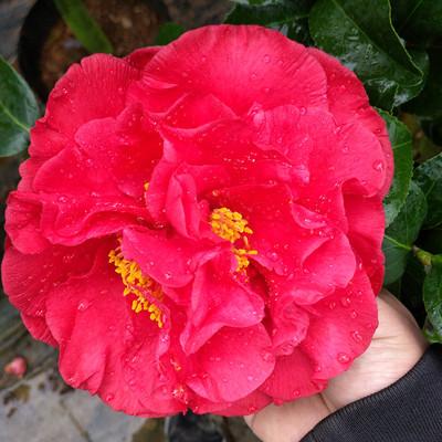 适合在哪些气候条件下种植？