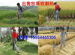 中国哪种牧草产量嫩达到20吨以上？新手种植推荐哪种牧草品种？