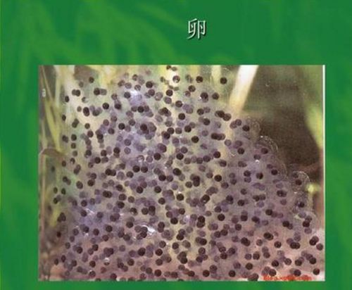 青蛙孵化管理：关注青蛙卵至蝌蚪的孵化过程