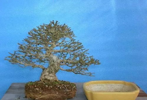 春季换盆，万物复苏的节奏