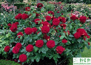 一、 选择健康植株，防范是关键