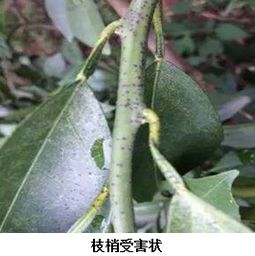柑橘沙皮病， 这个“小麻烦”大问题