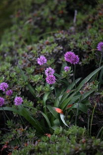 老手碎碎念：本地野花，稳稳的幸福