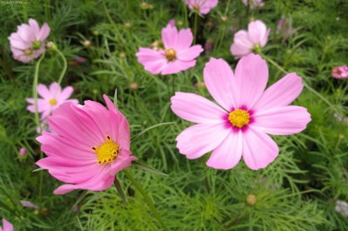 草花的选择，好养又美观