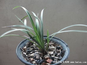 兰草病害的渐进与防治