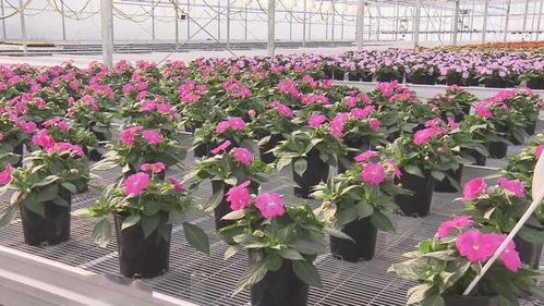 花博会月季园的特色品种