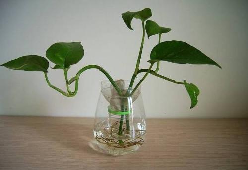 啤酒养散尾葵，白醋水促生长