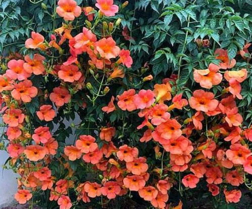 家里栽凌霄花真的好吗？