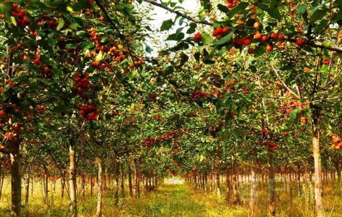 血泪教训：辨别榆树种子要谨慎