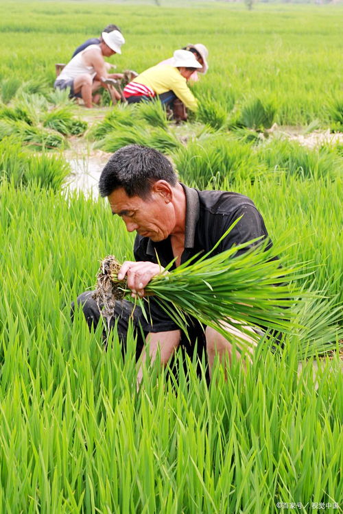 五针松播种， 选对植料是关键