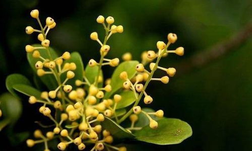 米兰开花了浇水量要怎么控制呢