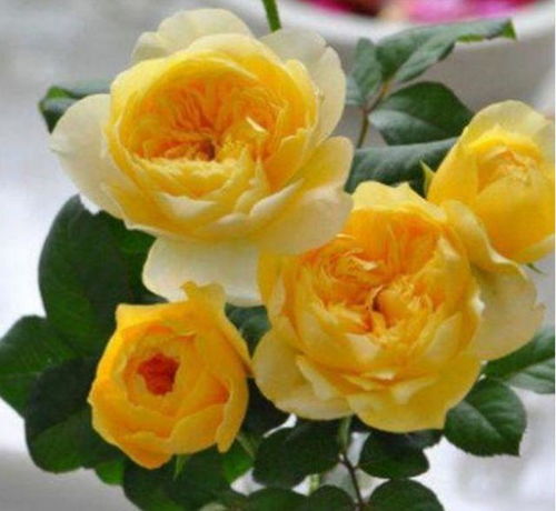 优点多多， 缺点也明显