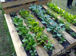 九月里的菜园秀