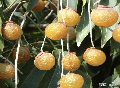 种植桂圆的实践经历