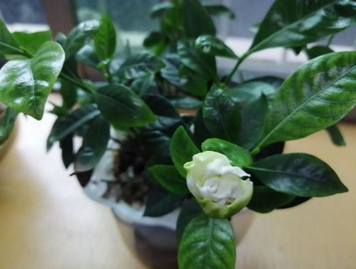 栀子花能否通过扦插进行繁殖？