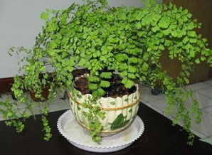 立体绿化，佛珠吊兰上墙