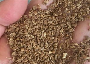 地牯牛的食用方法