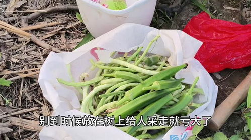 “什么月份最适合种植缸豆？”