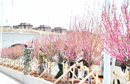 洋紫荆：春天的使者