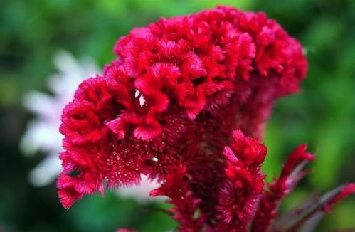 鸡冠花什么季节开花？看完这篇你就知道了
