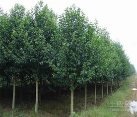 冬青树种植密度：绿化与苗圃有区别