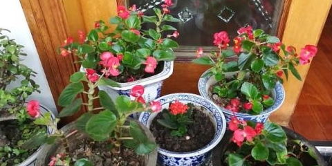 小土盆里的花儿， 美得不要不要的
