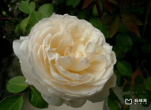 精心起苗， 呵护每一棵树状月季