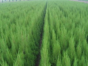 虫害防治：守护绿色家园的小卫士