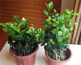 农村生活：饮食店的机会